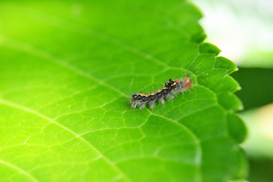plant pests